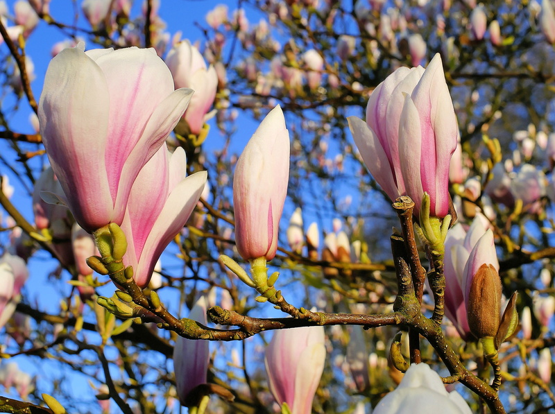 nature, growth, photography, flowers, day, no people, beauty in nature, outdoors, daytime, light pink, ornamental, tree, plant, flower Head, tulip magnolia