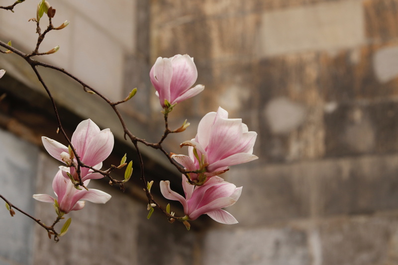 bud, focus on foreground, pink color, vulnerability, flower, outdoors, magnolia flowers, bloom, flowering plant, 5K, freshness, petal, magnolia, branch