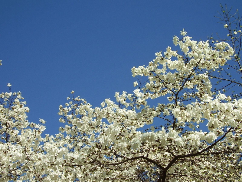 close-up, tree, twig, vulnerability, blossoms, magnolia, fragility, bud, leaf, beauty In Nature, outdoors, springtime, cherry Tree, backgrounds, clear Sky