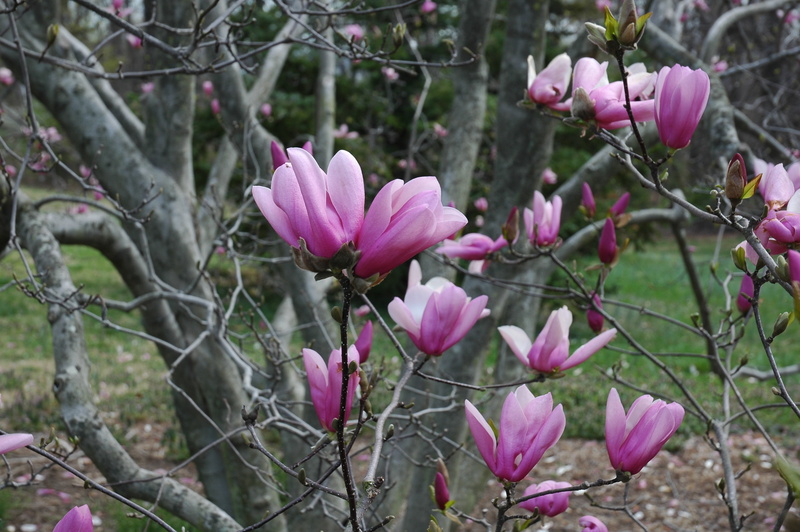 magnolia, flower Head, freshness, inflorescence, 2K, summer, outdoors, tree, nature, pink, twig, beauty In Nature, close-up, springtime, red, growth, backgrounds