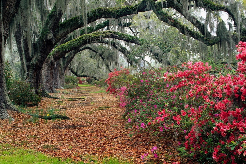 blossom, pink, footpath, leaf, green Color, springtime, the way forward, forest, garden, plant, scenics - nature, flower Head, ornamental Garden, tranquil scene