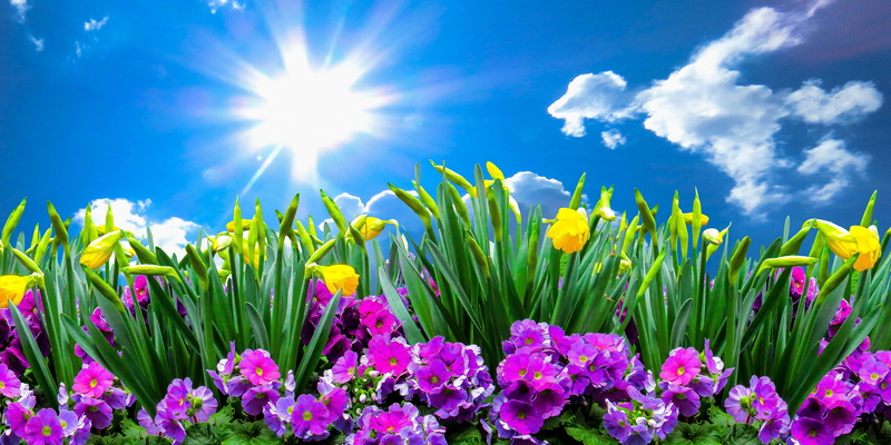 springtime, blossom, blue, flowerbed, feelings, outdoors, sunlight, cloud - sky, saturated color, sun, nature, summer, land, season, sky, landscape, flower
