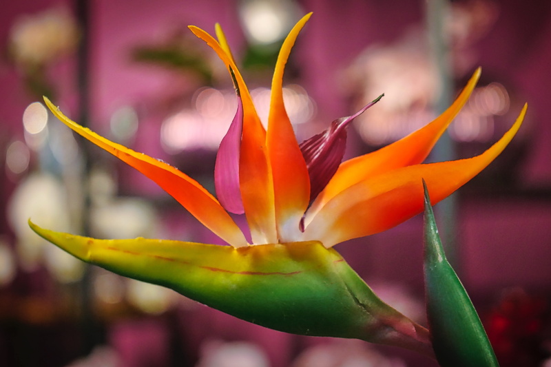 day, tropical, flowering plant, 4K, outdoors, bloom, flora, nature, plant, close up, vulnerability, strelicia, tropics, exotic, beautiful, focus on foreground