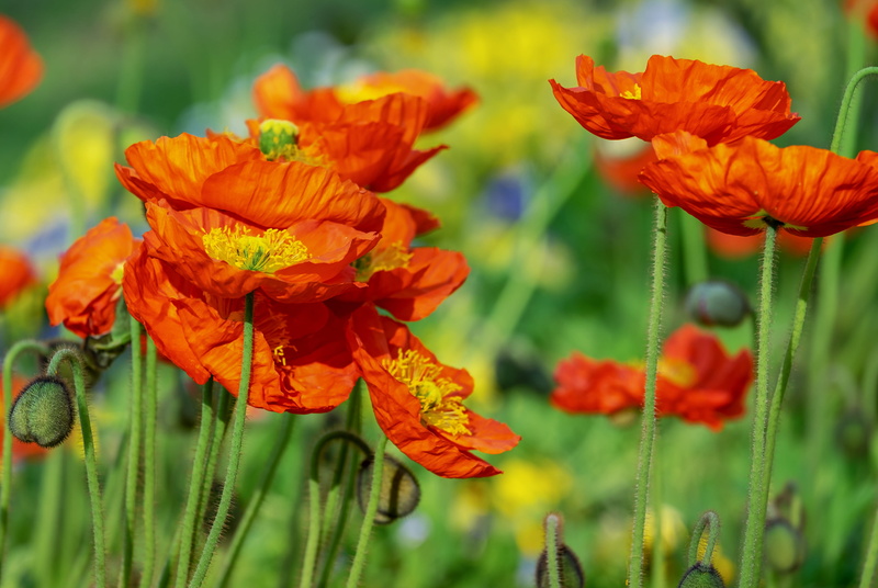 fragility, klatschmohn, vulnerability, poppy, change, yellow orange, leaf, field of poppies, no people, mohngewaechs, day, close-up, freshness, daytime