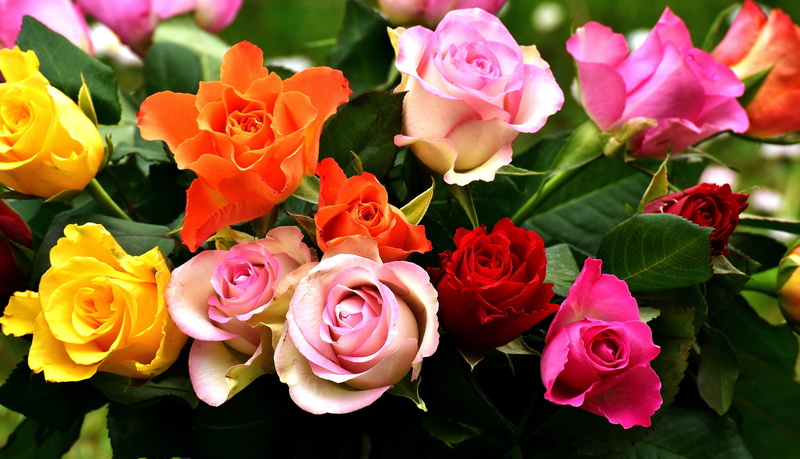 beauty in nature, rose - flower, bouquet, pink, colorful, springtime, farbenpracht, multi colored, 5K, yellow, bunch of flowers, rose bloom, inflorescence