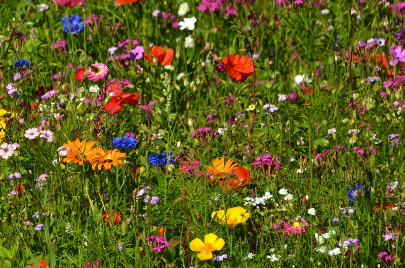 flowers, yellow, close, summer, fragility, green Color, bloom, petal, plant, multi Colored, petaled, outdoors, flower Head, farbenpracht, colored, beauty In Nature