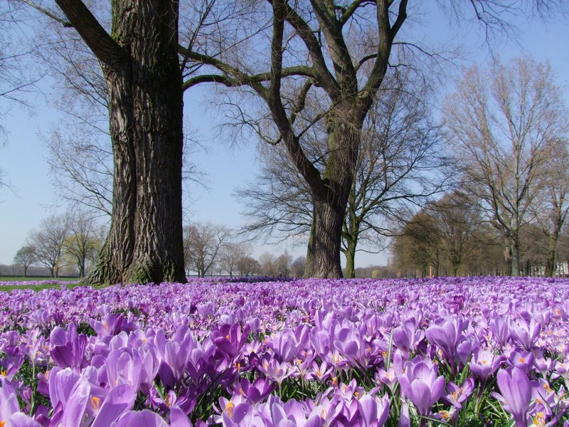 nature, springtime, field, crocus, rheinpark, purple, flower, düsseldorf, tranquility, petal, beauty in nature, 4K, landscape, flowering plant, vulnerability