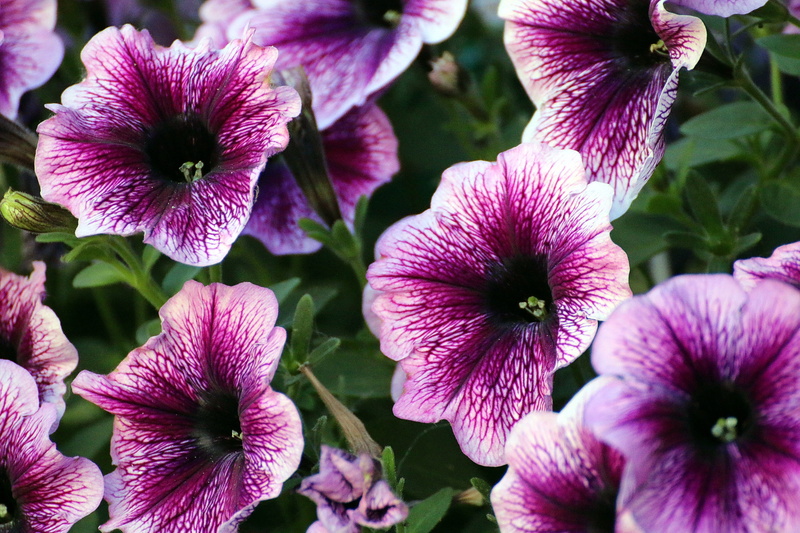 flower, outdoors, bloom, blossom, day, violet, plant, container plant, growth, 5K, petunia, vulnerability, flower head, ornamental plant, purple, inflorescence