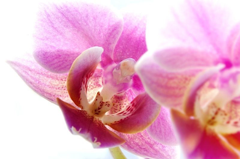 close-up, botany, pollen, orchid, romantic, nature, moth, pink, stamens, pink Color, vulnerability, yellow, growth, inflorescence, selective focus, flower Head