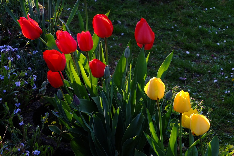 fragility, crocus, tulip bed, flowers, petal, plant, close-up, outdoors, north park, colorful, tulips, creation, tulpenbluete, april, green color, freshness