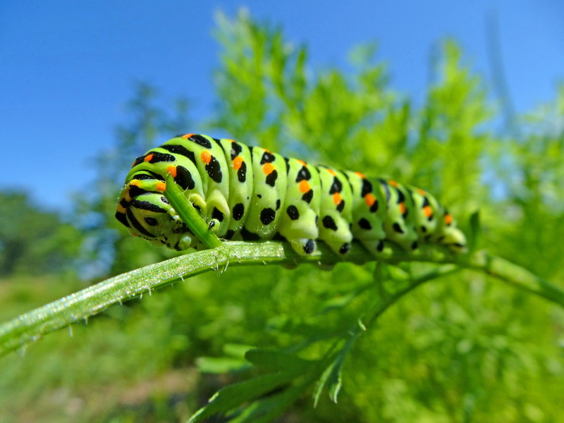 close-up, animals in the wild, animal markings, farbenpracht, focus on foreground, plant, crawling, butterfly - insect, close, spotted, animal, green color