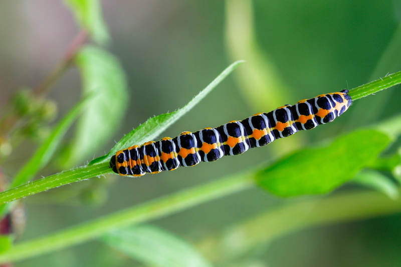 day, cos-monk, insect, invertebrate, caterpillar, cucullia lactucae, outdoors, close-up, no people, beauty in nature, one animal, nature, animal, plant part