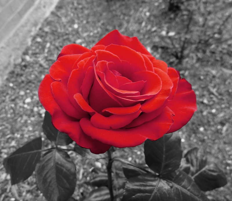 summer, rose bloom, love, flower head, flower, focus, gift, garden rose, flowers, farbenpracht, photograph, isolated color, nature, romance, flora, inflorescence