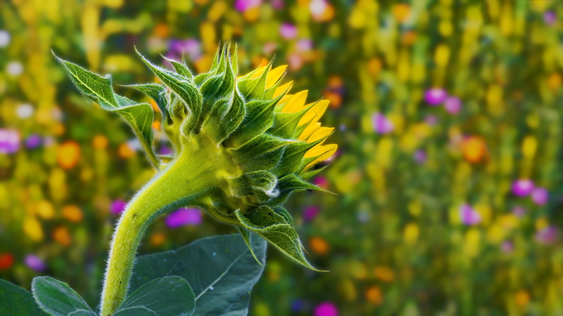 colorful flowers, 5K, background image, plant, sepal, colorful, summer, flowering plant, petal, sea of flowers, sun flower, wild flowers, flower meadow