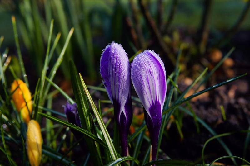 signs of spring, leaves, growth, farbenpracht, crocus, flower head, outdoors, day, flowerbed, field, flower, colorful, focus on foreground, close-up, inflorescence