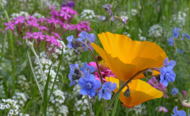 flower arrangement, beauty in nature, springtime, garden, 2K, flower meadow, flowers, petal, ornamental garden, bouquet, summer flowers, freshness, close-up