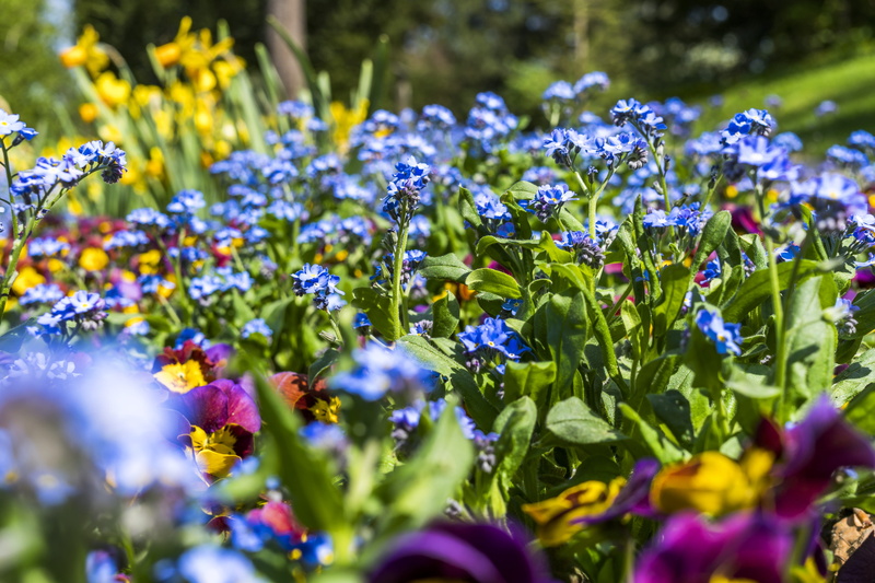vulnerability, flower bed, plant, leaf, beauty in nature, day, flower head, field, close-up, freshness, 5K, colorful, land, green, spring, sunlight, growth