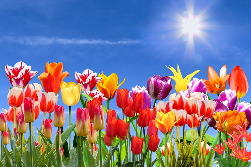 beauty in nature, farbenpracht, springtime, landscape, ornamental garden, sky, inflorescence, blue, multi colored, lens flare, flowerbed, bloom, season