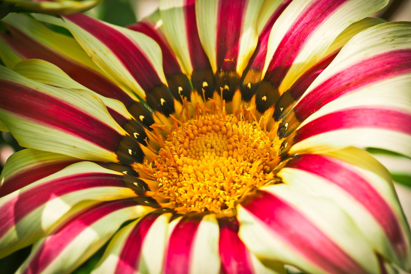 growth, pink, flowering plant, summer flower, beauty In Nature, flora, garden chrysantheme, seed stalk, Plant, day, yellow, inflorescence, red, lush, Macro