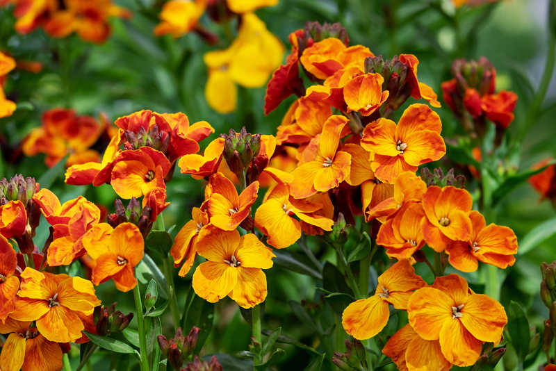 selective, flowers, focus, vulnerability, garden plant, close-up, outdoors, petaled, orange, plant, flowering plant, bunch of flowers, beautiful, photography