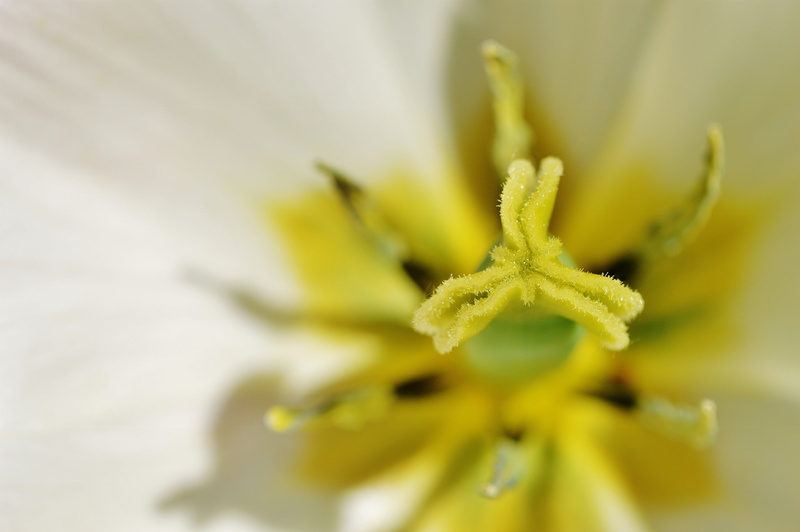 outdoors, freshness, summer, white, tulip, flower, flower Head, single Flower, sunshine, sepal, inflorescence, petal, plant, flowering plant, springtime