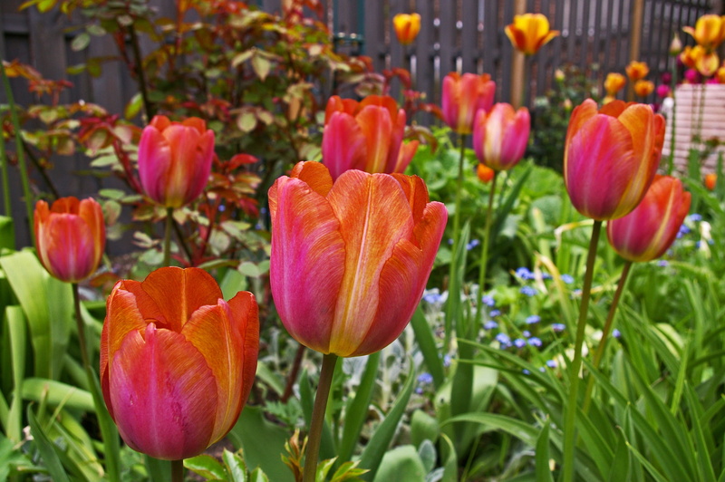 flower discounts, Spring, color, Nature, vulnerability, growth, red, flowering plant, day, bright, Tulips, summer, bloom, botany, blossomed, freshness