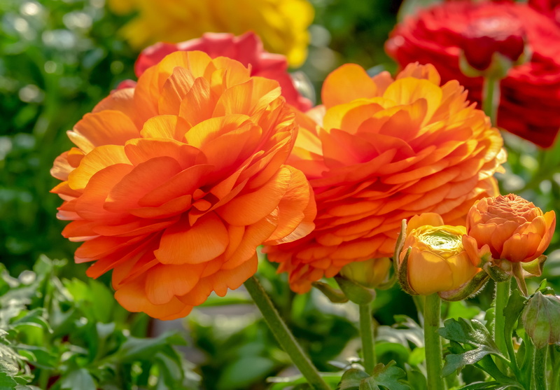 flower, 4K, petal, bloom, inflorescence, ranunculus flower, gorgeous, day, plant, no people, flower photography, nature, garden, petals, flower fullness