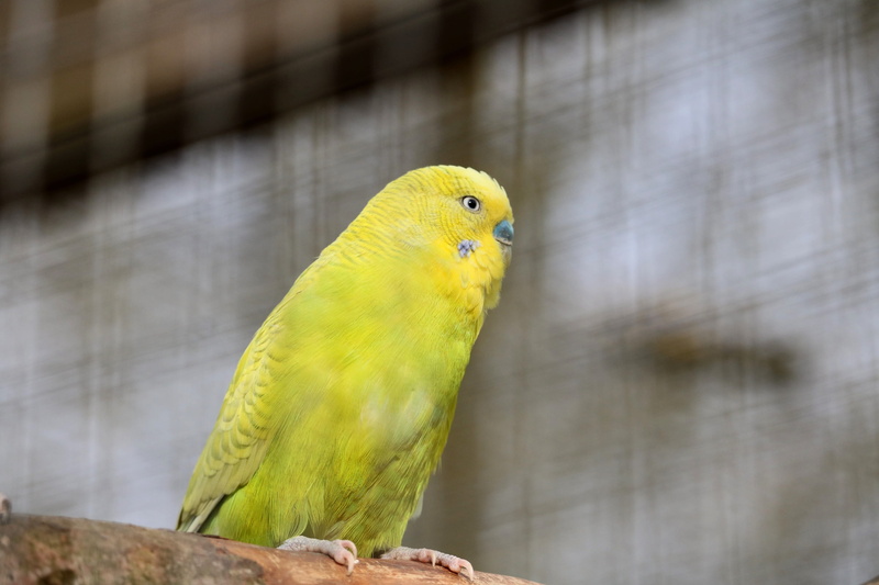 parrot, animal world, farbenpracht, nature, close-up, portrait, vertebrate, one animal, lemon, animals in the wild, animals in captivity, budgerigar, tropical