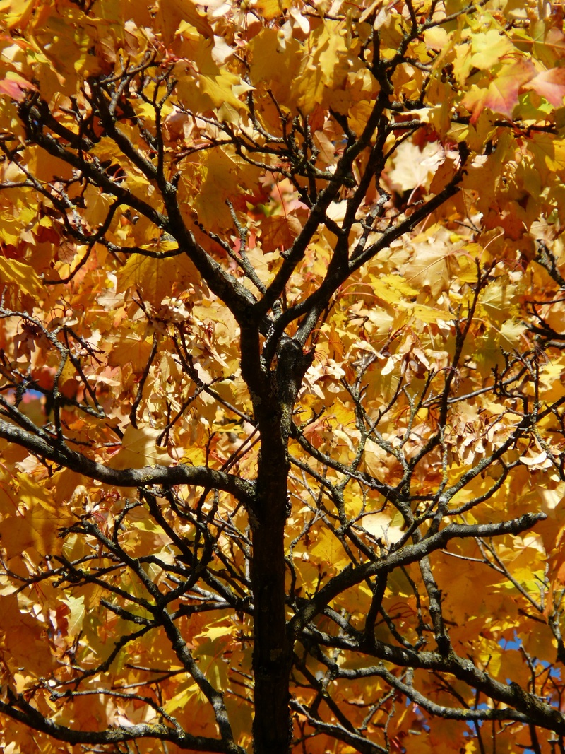 autumn tree, color game, plant part, blue, day, orange color, emerge, gorgeous, colorful, no people, low angle view, change, fall foliage, contrast, acer