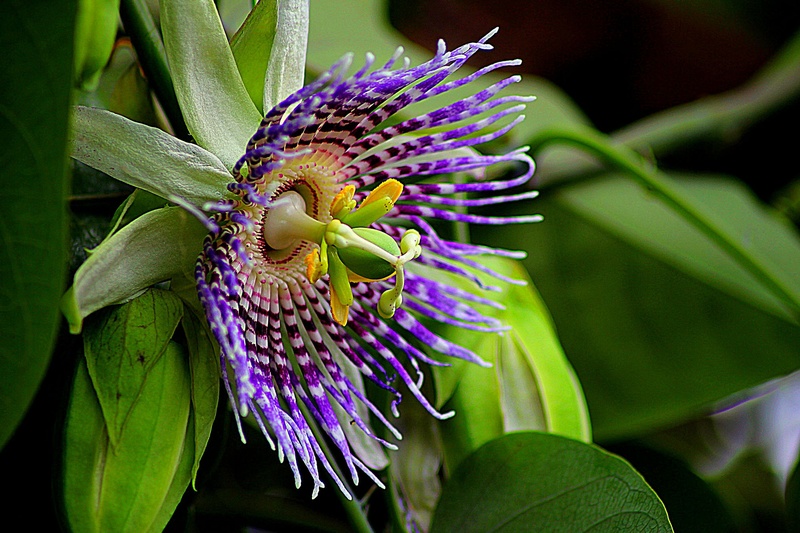 growth, bloom, beauty in nature, outdoors, agriculture, wildflower, day, freshness, vulnerability, flower, petal, close, blossom, purple, plant, inflorescence