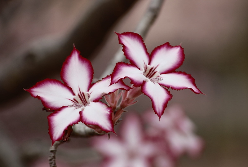 growth, impala lily, selective, environment, wildflower, flowers, pink, red, freshness, natural, botanical, organic, pink color, blossom, petaled, outdoors