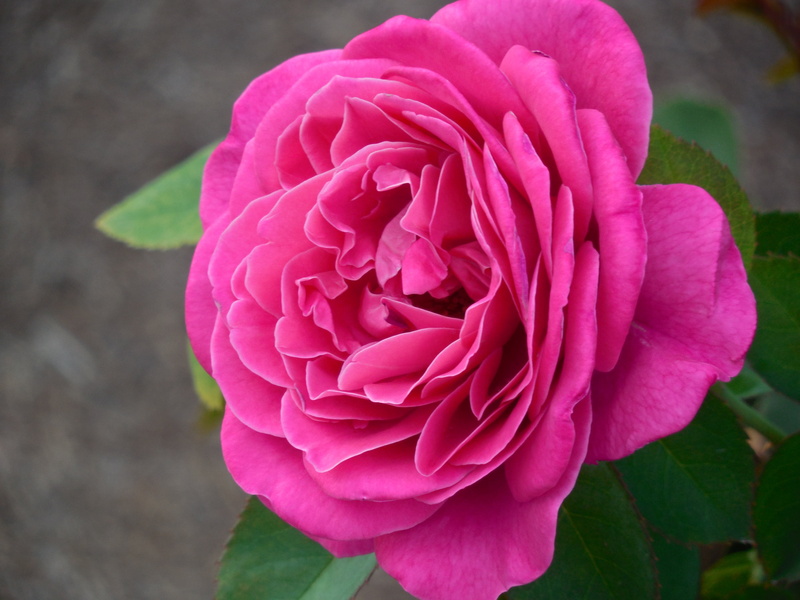 4K, vulnerability, day, leaf, garden, care, horticulture, inflorescence, close-up, pink, softness, spring, romantic, flower, decoration, outdoors, romance