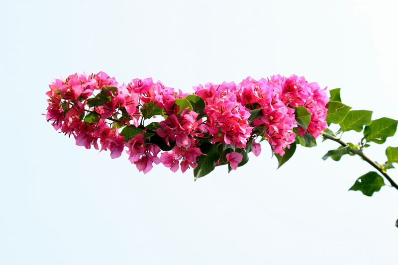 organic, bloom, flower head, stem, freshness, growth, petaled, botanical, beauty in nature, flowering plant, pink color, nature, agriculture, flower, herb