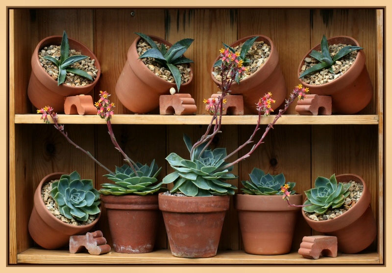 garden, day, large group of objects, horticulture, flower Pot, wood - Material, plants, no people, succulent, choice, variation, shelf, terracotta, gardening