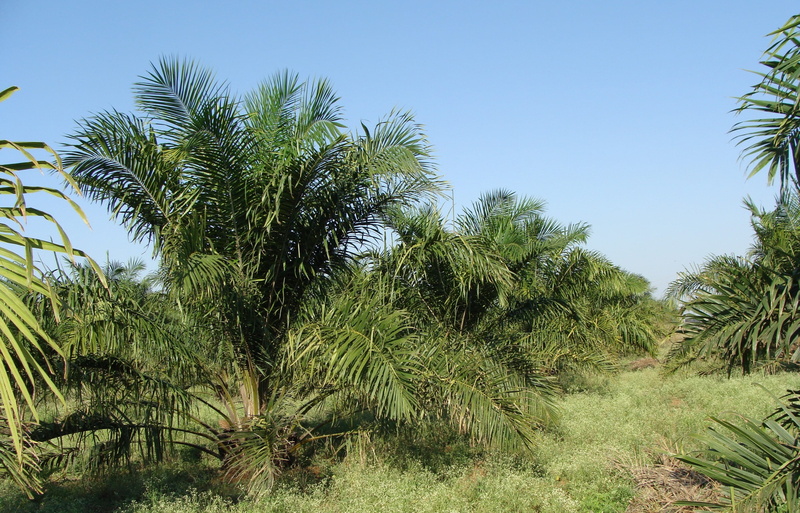 scenics - nature, outdoors, coconut palm tree, trees, nature, green, day, environment, karnataka, palm tree, sky, tropical climate, growth, oil palm, tranquility