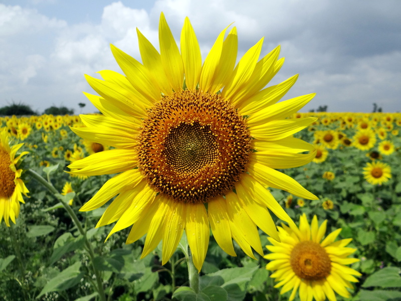 india, karnataka, growth, beauty in nature, no people, pollination, land, flowering plant, plant, sunflower, outdoors, organic, horticulture, vegetation