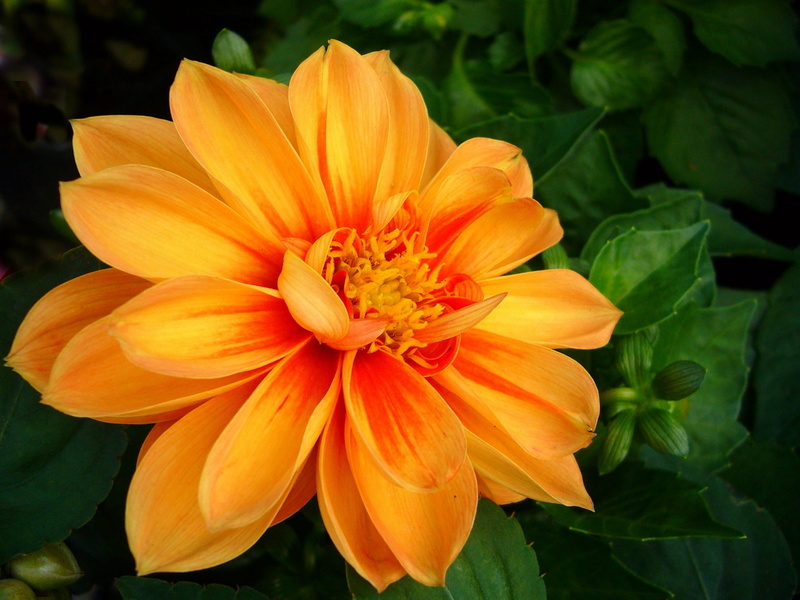 plant part, yellow, freshness, herb, botany, nature, bloom, orange, stem, vegetation, plant, petaled, leaf, close-up, inflorescence, focus on foreground