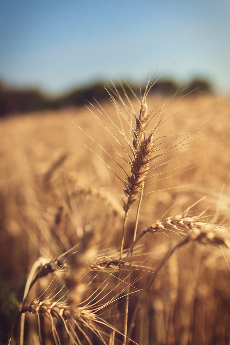 no people, growth, cereal plant, land, sky, 5K, harvest, farming, stalk, vegetable, day, landscape, rural scene, field, photography, farm, sunlight, horticulture