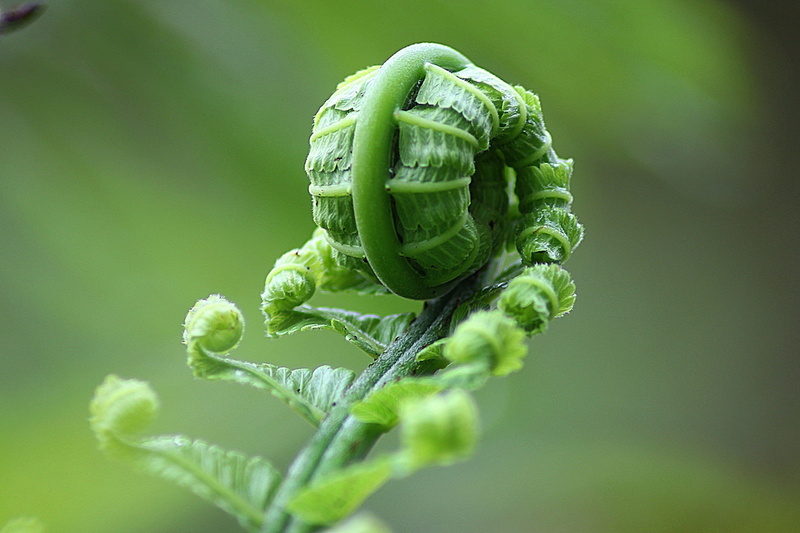 environment, roll, botany, insect, no people, selective focus, outdoors, animal themes, botanical, plant part, 1080P, natural, zoology, leaf, foliage