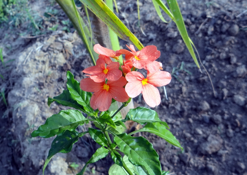 kanakambaram, outdoors, crossandra, nature, no people, vegetation, Crossandra Infundibuliformis, horticulture, Flower, plant, firecracker flower, infundibuliformis