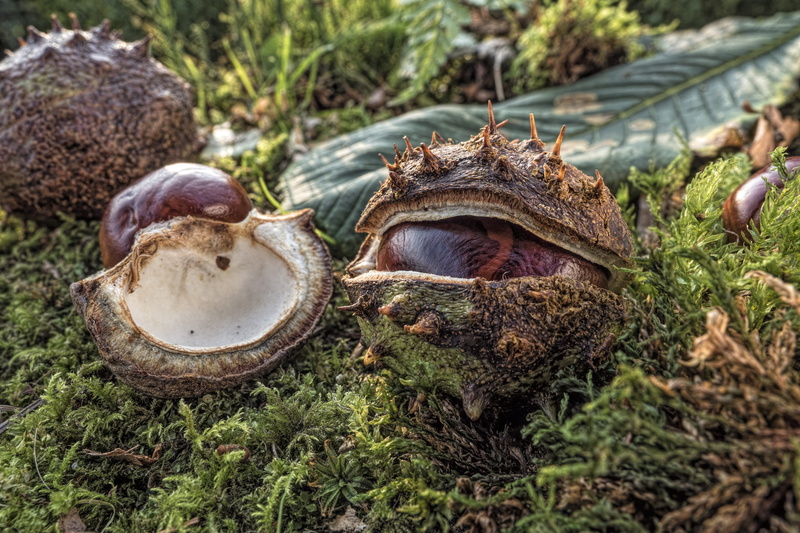 day, plant, fruit, no people, brown, growth, chestnut fruit, open chestnut, coconut, nut - food, land, food and drink, forest, autumn, autumn fruit, open