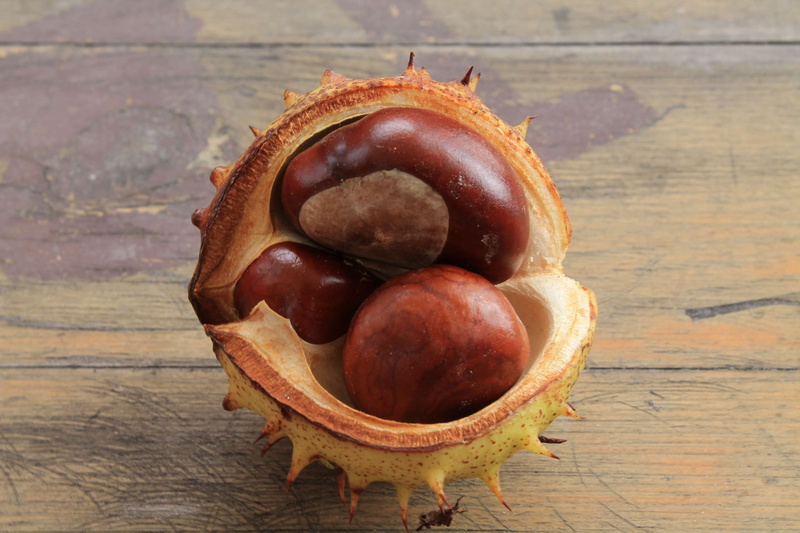 single object, food and drink, temptation, directly above, autumn mood, indoors, chestnut, close-up, no people, food, nut - food, healthy eating, open chestnut