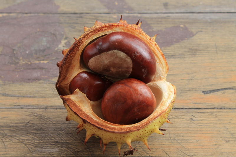 open chestnut, freshness, chestnut - food, food, brown, prickly, triplets, red, chestnut, table, nut, still life, buckeye, high angle view, shell, food and drink
