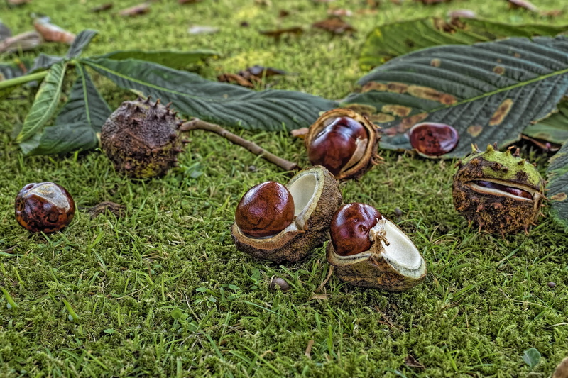 nut - food, autumn mood, open chestnut, healthy eating, prickly, leaf, autumn fruit, forest floor, aesculus hippocastanum, wellbeing, nature, food, plant