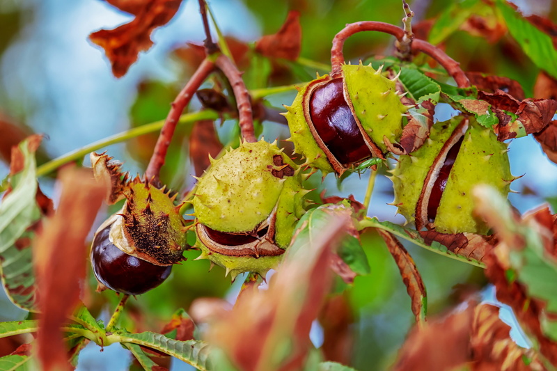 beauty in nature, freshness, branch, food, spur, leaf, selective focus, chestnut fruit, open, day, focus on foreground, autumn mood, shiny, fall color