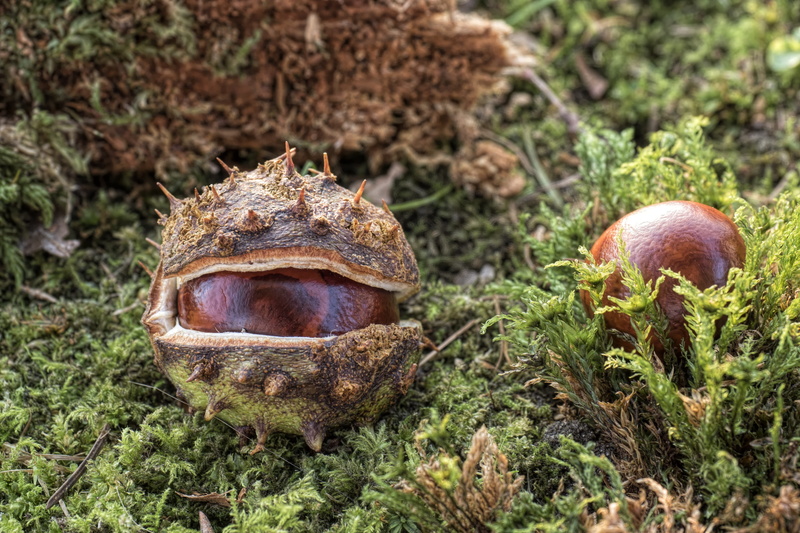 forest, autumn mood, common rosskastanie, day, chestnut fruit, animal themes, sleeve, field, leaves, growth, autumn fruit, open chestnut, autumn, round
