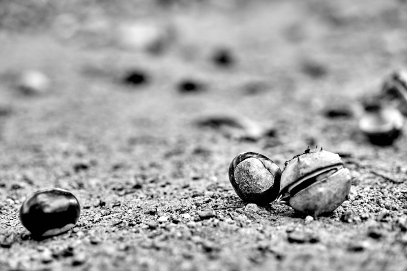5K, animal wildlife, solid, no people, selective focus, nature, beach, open, single object, day, outdoors, land, surface level, animal shell, nut, sunlight