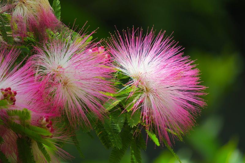5K, plant, vulnerability, green color, flowers, petaled, closeup, acacia, bloom, pink, growth, white, park, nature, silk, leaf, flowers, fragility, fresh
