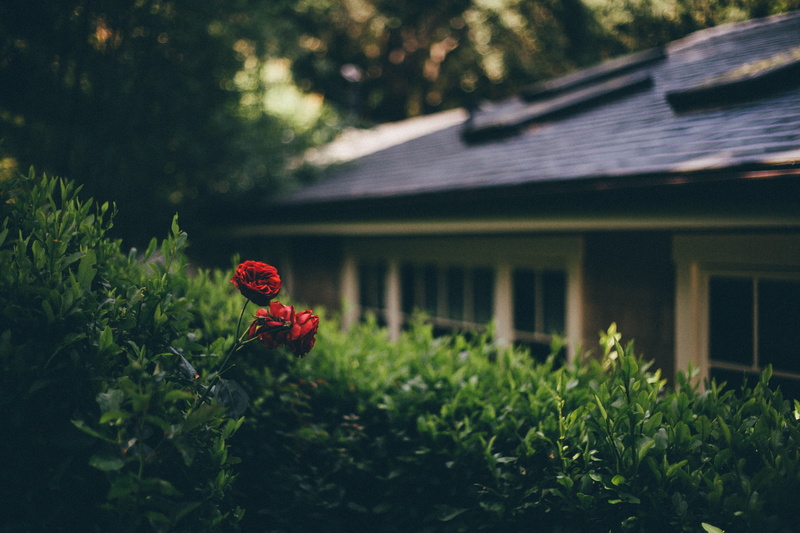 outdoors, depth of field, animal themes, animal, residential Building, growth, red, two, wood - Material, plant, rose, 5K, focus on foreground, photography
