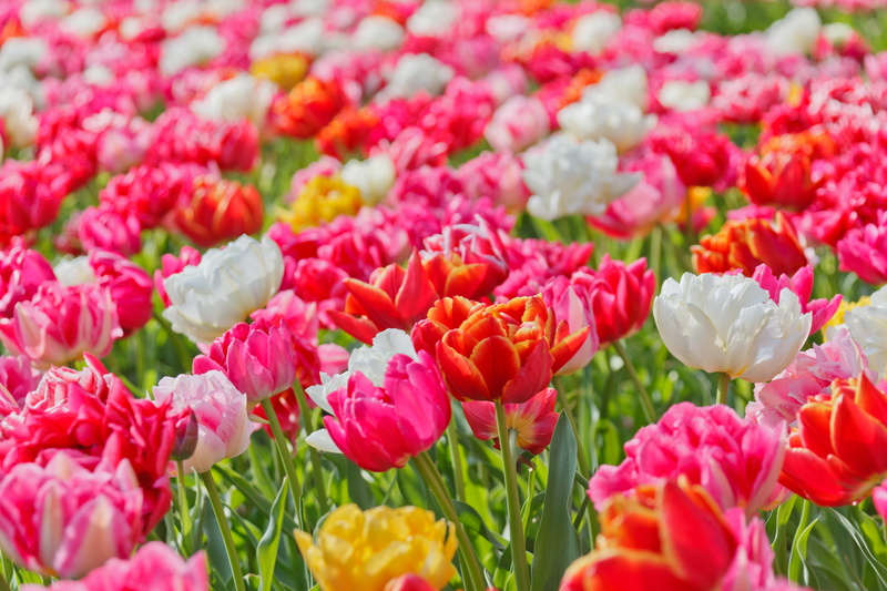 vulnerability, full frame, 4K, field, gardening, pink, beauty In Nature, tulip, pattern, close-up, multi Colored, light, vivid, nature, outdoors, flower
